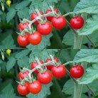 291153-wild-tomaatje-outhouse-cherry-outdoor-cherry-american-wild-tomato