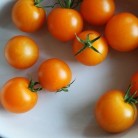 291154-wild-tomaatje-aurantiacum