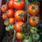 291200-pingpongtomaat-gardener-delight