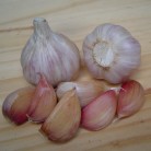 306300-spiraalknoflook-purple-haze-polish-strain