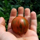 291260-pingpongtomaat-guernsey-island