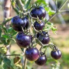 291290-kerstomaat-holy-purple