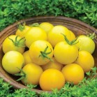 291294-pingpongtomaat-honey-delight-f1