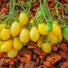 291402-kerstomaat-ilka-cherry