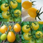 291410-kerstomaat-indian-yellow-cherry