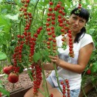 291417-kerstomaat-iva-red-berry