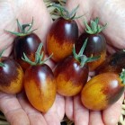291440-olijftomaatje-kumquat-f1
