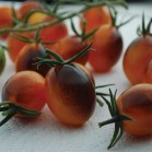 291441-olijftomaatje-indigo-kumquat-f2