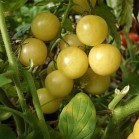 291450-kerstomaat-mirabelle-blanche-mirabell-weiss