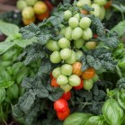 291513-olijftomaatje-patio-plum