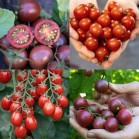 291702-wilde-tomaatjes-red-sweeties