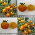 291730-pingpongtomaat-roze-quartz-orange-rose-quartz-orange
