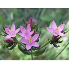 343150-duizendguldenkruid-echte