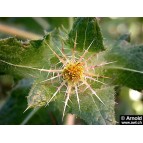 345040-gezegende-distel