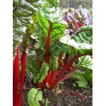 283000-rode-snijbiet-rhubarb-chard