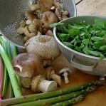 415300-broed-stropharia-godzilla-paddenstoel
