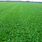 678050-microklavergazon-microclover-grass