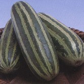 131580-meloenkomkommer-mira-f1-pickles-f1