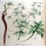 013550-aspergedistel