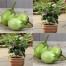 015166-aubergine-jewel-emerald-f1-jewel-jade-f1
