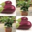015168-aubergine-jewel-neon-f1-jewel-amethyst-f1