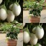015169-aubergine-jewel-opal-f1-jewel-ivory-f1
