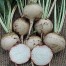 019980-witte-kroten-albina-vereduna-albino-reselected-blankoma