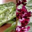 049940-tuinbonen-crimson-flowered