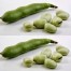 049950-tuinbonen-cuku-pupas