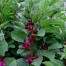 049980-tuinbonen-double-red-crimson-flowered