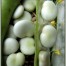 050000-tuinbonen-driemaal-wit