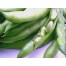 050020-tuinbonen-green-windsor-tokers