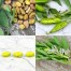050030-tuinbonen-ianto-yellow