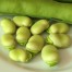 050052-tuinbonen-mansholter-wierdeboon