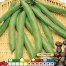 050070-tuinbonen-morado-gitana