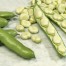 050100-tuinbonen-listra