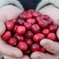 076000-cranberry