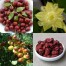 080500-dadel-chinese