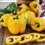 205700-paprika-polaris-f1-jolly-giallo-f1