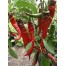 205757-paprika-jimmy-nardello
