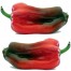 205810-paprika-marconi-rosso