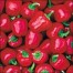 205848-paprika-mini-red-bell