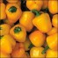 205850-paprika-mini-yellow-bell