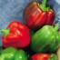 206300-paprika-yolo-wonder-california-wonder