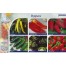 206700-paprika-collectie-pepers-paprika