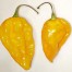207856-peper-amarillo-chinchi-uchu