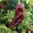 207921-peper-bhut-jolokia-chocolate-assam