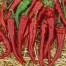 208140-peper-cayenne-piccantina-red-lombok-red-cayenne-long-slim