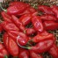 208175-peper-dong-xuan-market