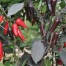 208176-peper-dracula-count-dracula-black-pepper-f1